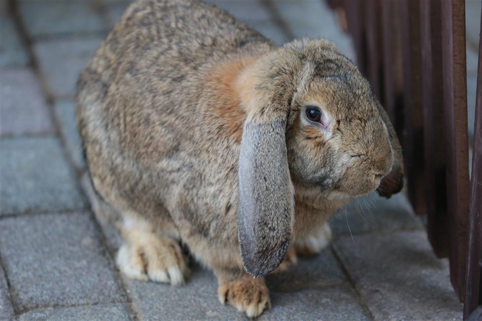 Michibo Rabbit With rabbit theme, Shanghai Zoo answers zodiac queries-The Official ...